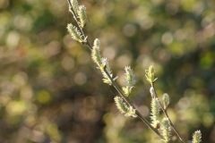 SONY DSC