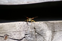 SONY DSC