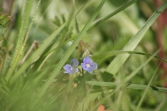 SONY DSC