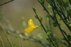 SONY DSC