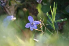 SONY DSC