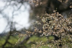 SONY DSC