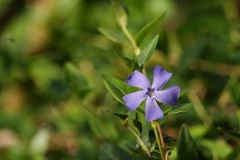 SONY DSC