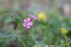 SONY DSC