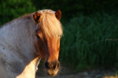 SONY DSC