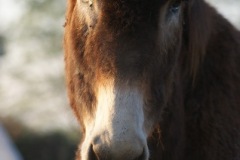 SONY DSC