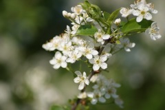 SONY DSC