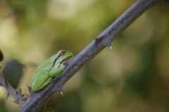 SONY DSC
