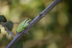 SONY DSC