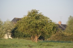 SONY DSC