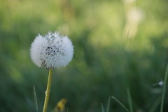 SONY DSC