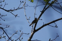 SONY DSC