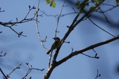 SONY DSC