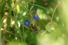 SONY DSC