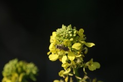 SONY DSC