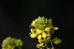 SONY DSC