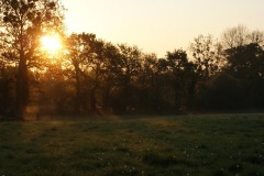 SONY DSC