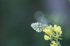 SONY DSC