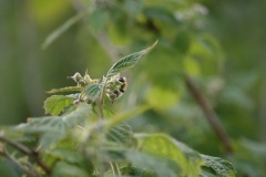 SONY DSC