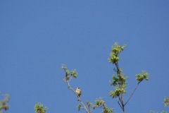 SONY DSC