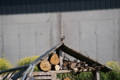 SONY DSC