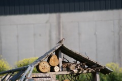 SONY DSC
