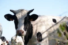 SONY DSC