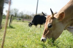 SONY DSC
