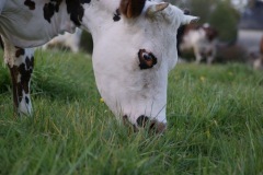 SONY DSC