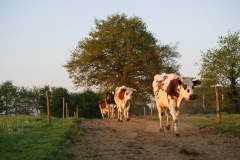 SONY DSC