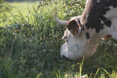 SONY DSC